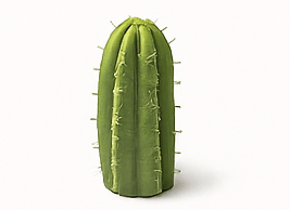Cactus San Pedro