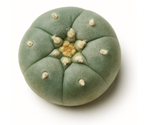 Peyote