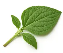 Salvia Divinorum